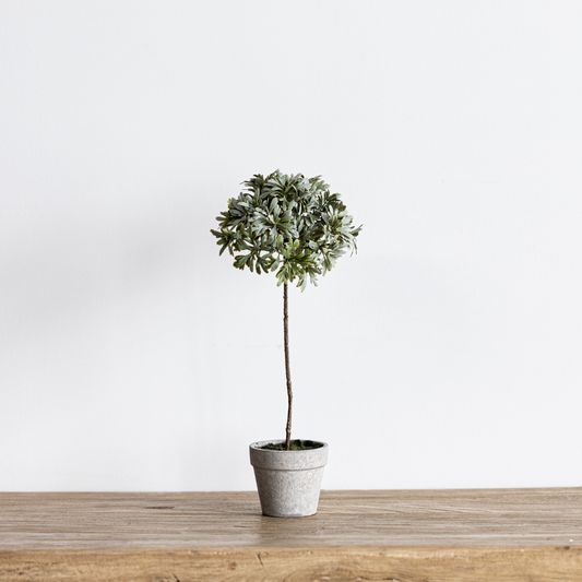 Senecio Topiary Potted | By Luxe B Co.