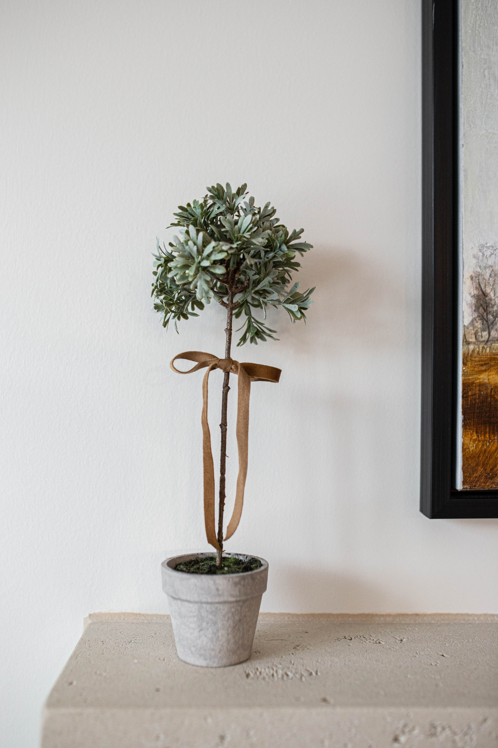 Senecio Topiary Potted - Luxe B Co