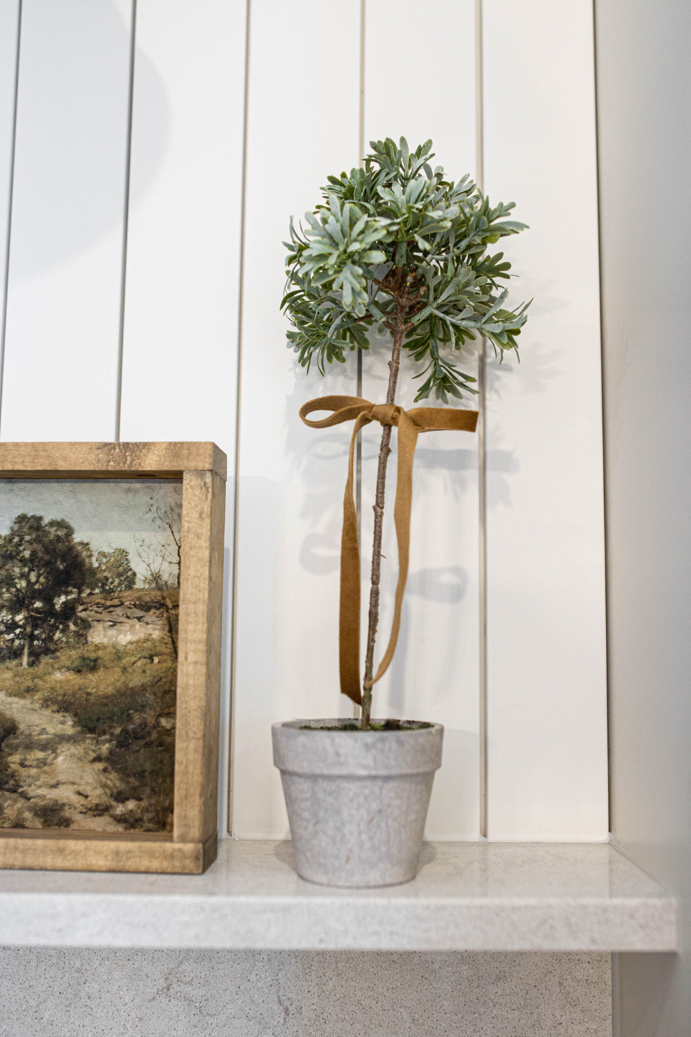 Senecio Topiary Potted - Luxe B Co