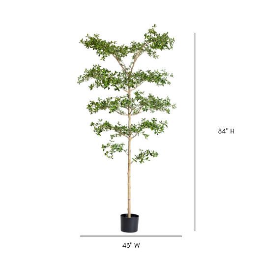 Black Olive Potted Tree | By Luxe B Co.