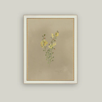 Framed antique-inspired art of a yellow flowering plant by Luxe B Co, showcasing vibrant botanical details and vintage style.