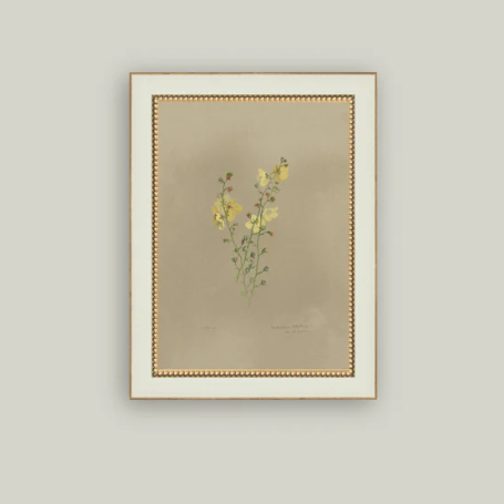 Framed antique-inspired art of a flowering yellow plant by Luxe B Co, showcasing vibrant botanical details.