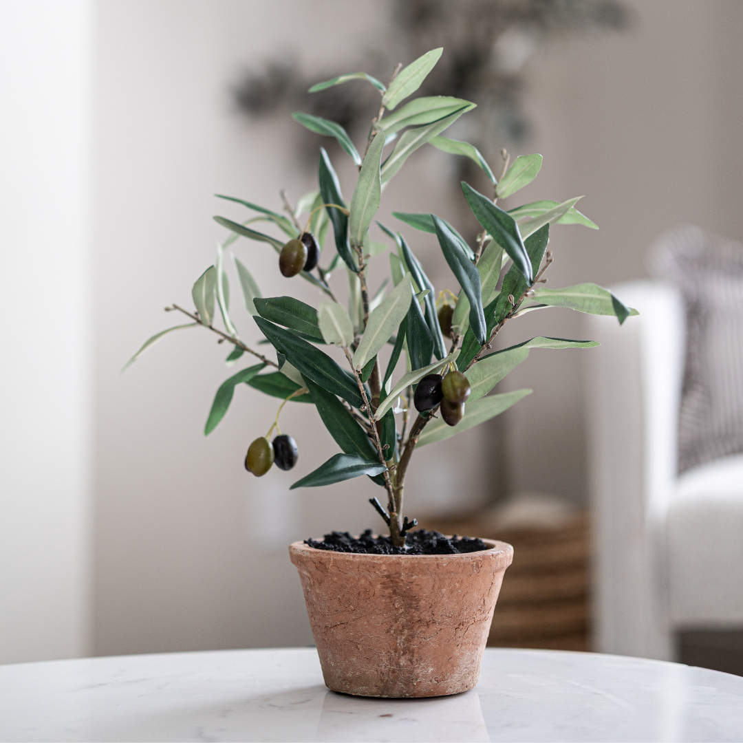 Piccolino Faux Potted Olive Tree By Luxe B Co. 