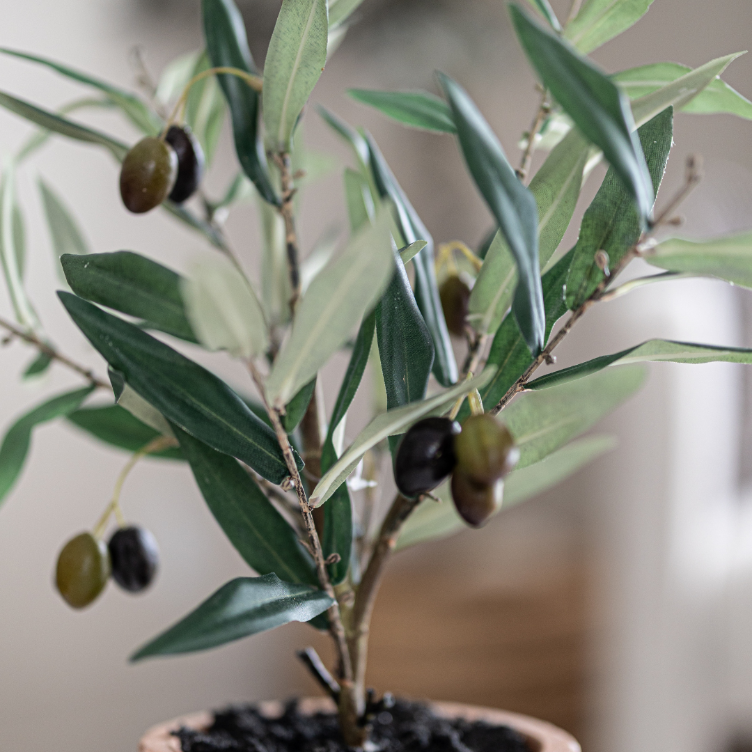 Piccolino Faux Potted Olive Tree By Luxe B Co. 