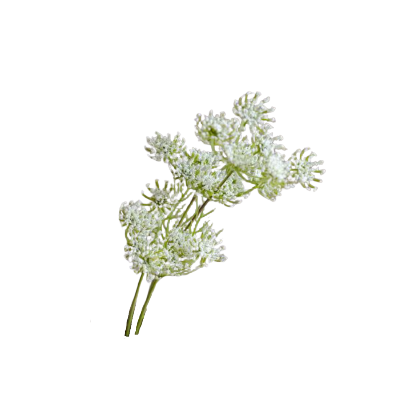 Queen Anne's Lace Stem | By Luxe B Co.