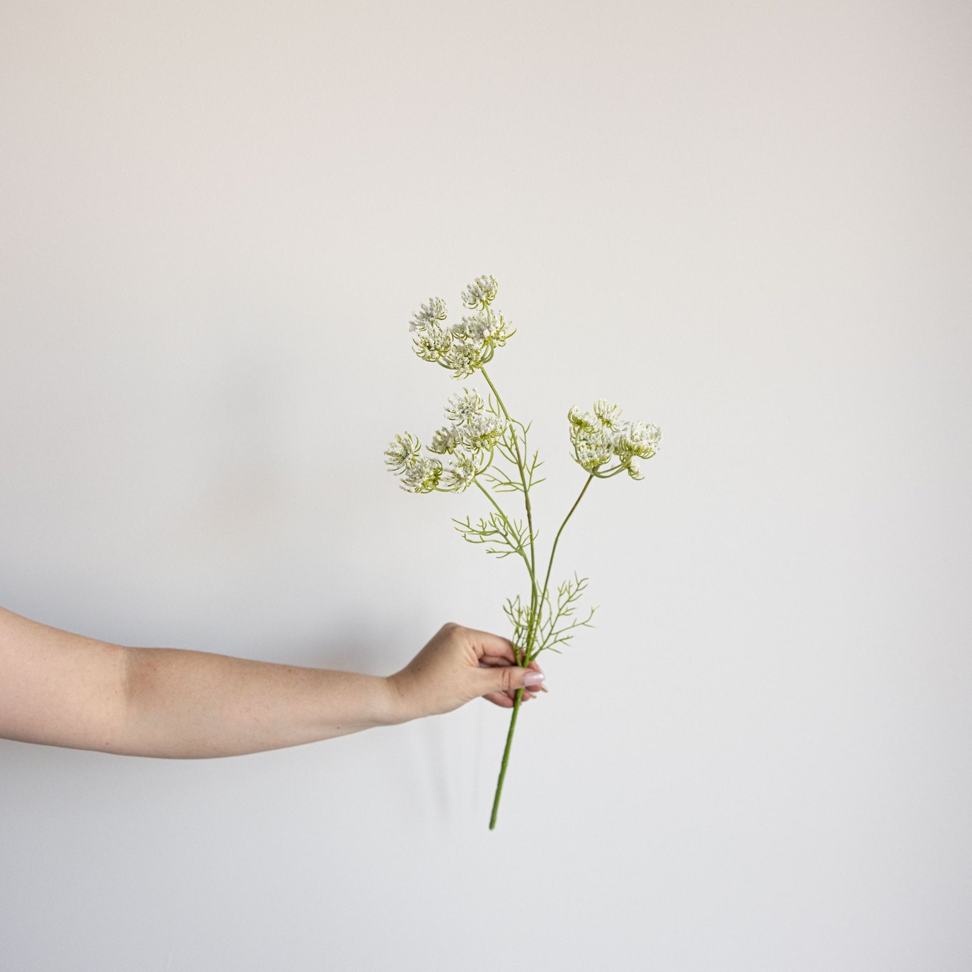 Queen Anne's Lace Stem | By Luxe B Co.