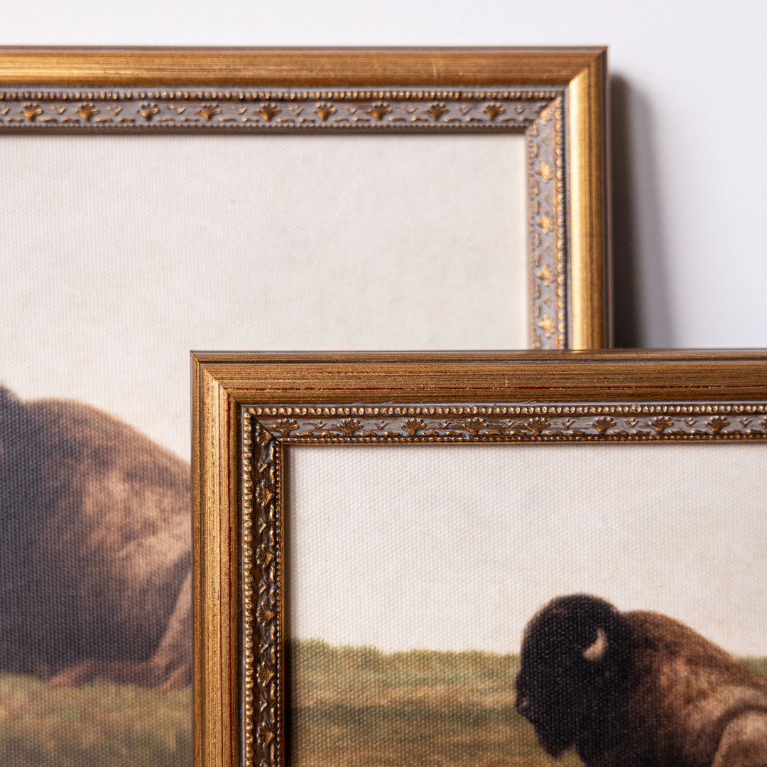 Resting Bison | Antique Inspired Brass Mould Framed Art By Luxe B Co.