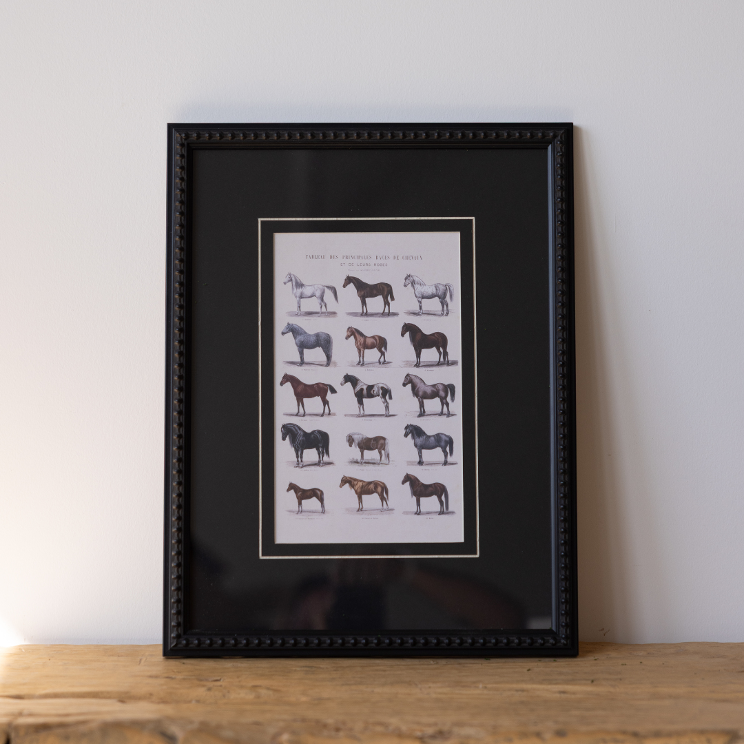 Vintage Horse Breeds Framed Art By Luxe B Co. 
